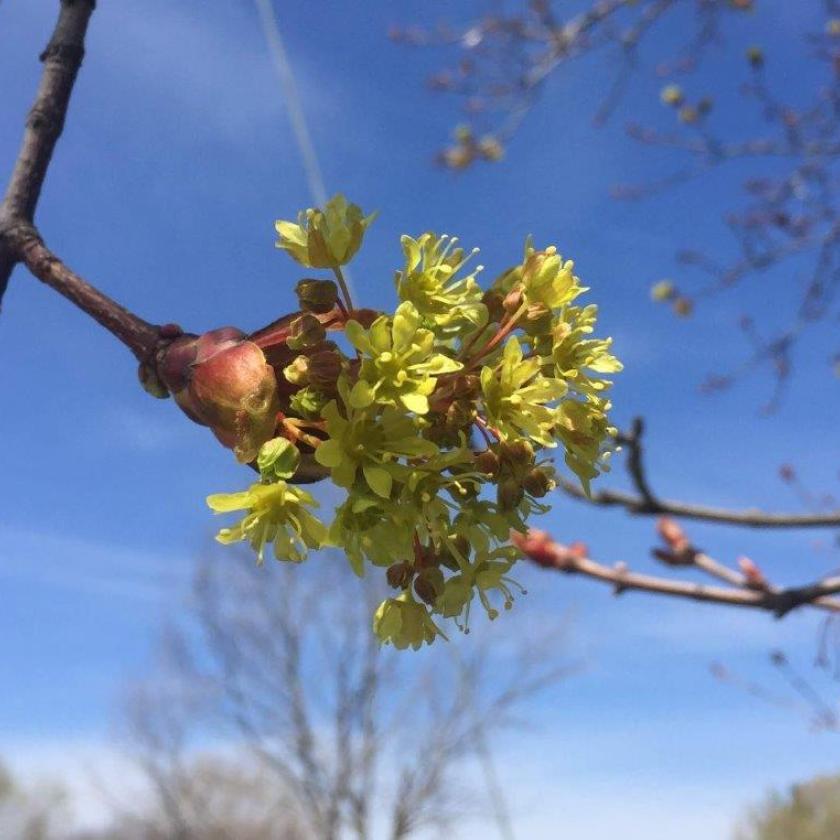 tree bud